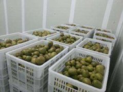 4000立方氣調(diào)冷庫安裝要多少錢?
